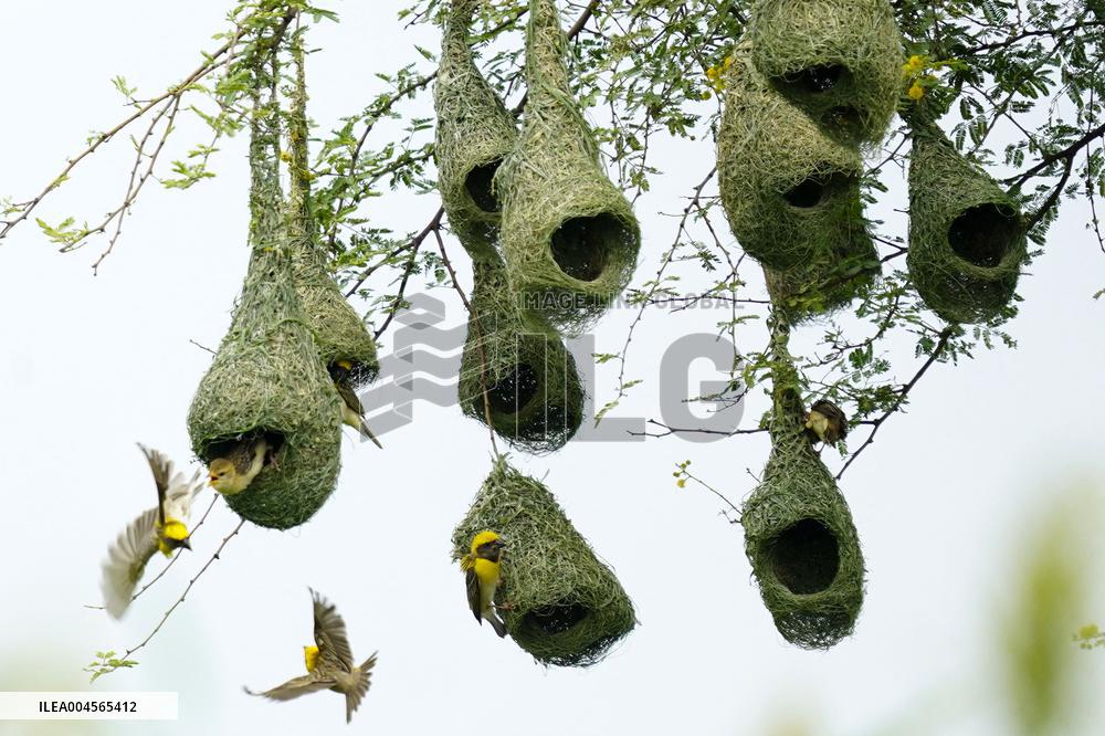 Baya Weaver Birds Build Their Nest Hanging from A Tree - India