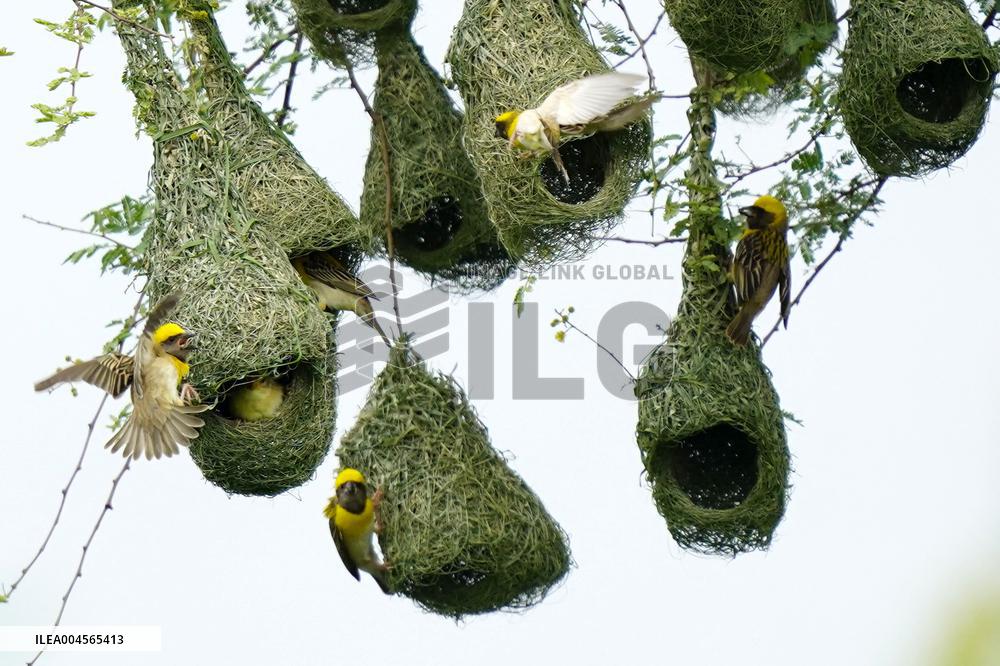 Baya Weaver Birds Build Their Nest Hanging from A Tree - India
