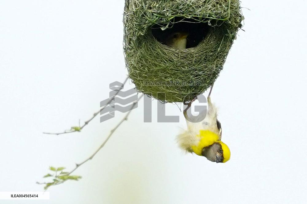 Baya Weaver Birds Build Their Nest Hanging from A Tree - India