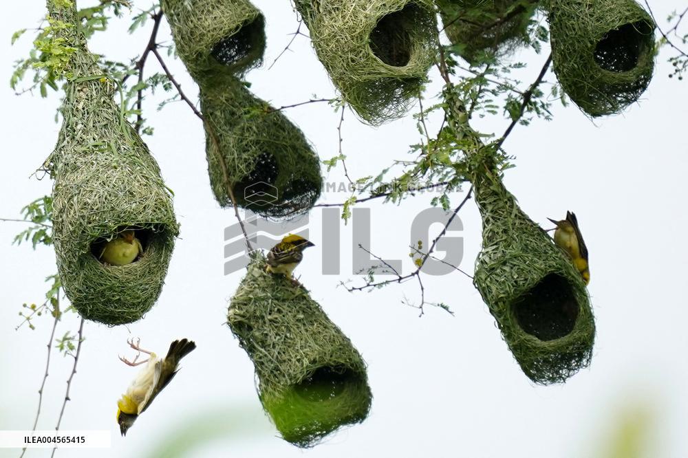 Baya Weaver Birds Build Their Nest Hanging from A Tree - India