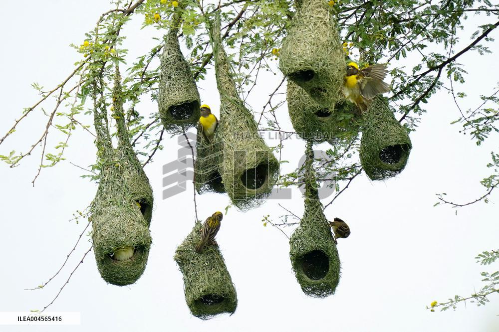 Baya Weaver Birds Build Their Nest Hanging from A Tree - India