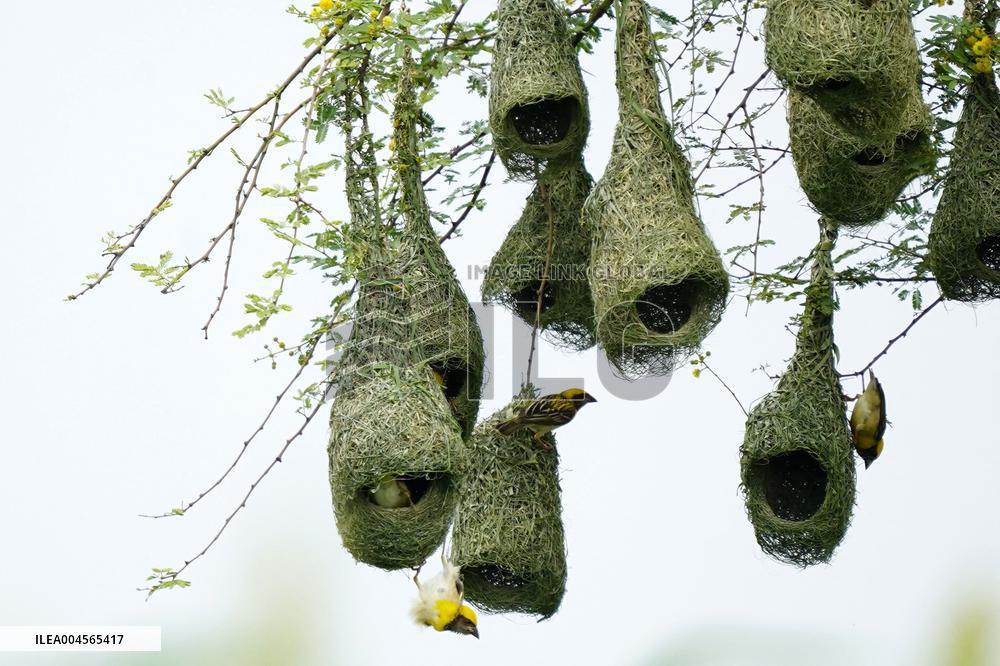 Baya Weaver Birds Build Their Nest Hanging from A Tree - India