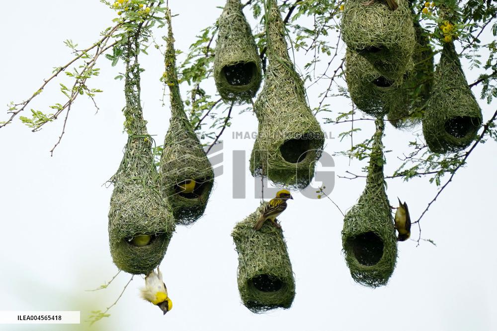 Baya Weaver Birds Build Their Nest Hanging from A Tree - India