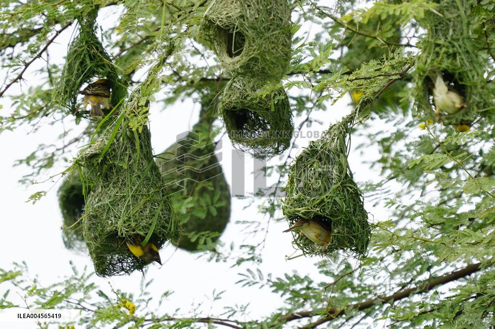 Baya Weaver Birds Build Their Nest Hanging from A Tree - India