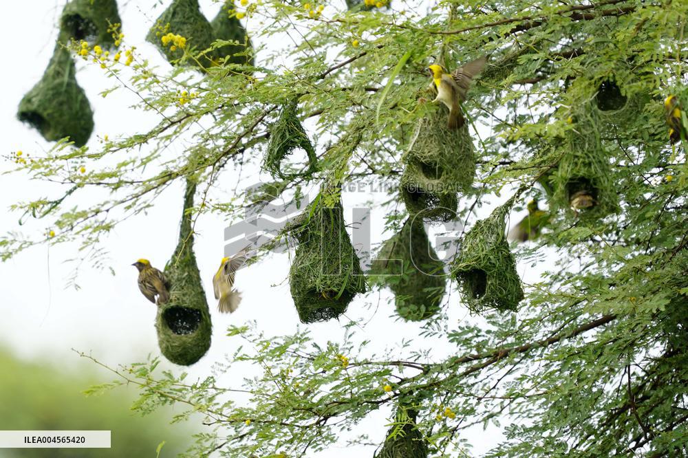 Baya Weaver Birds Build Their Nest Hanging from A Tree - India