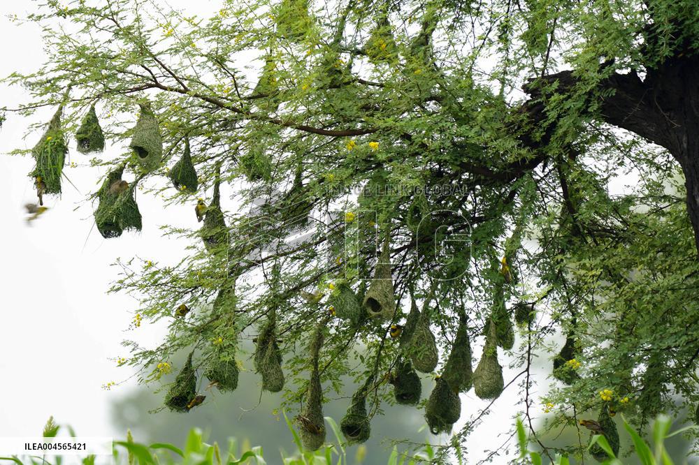 Baya Weaver Birds Build Their Nest Hanging from A Tree - India