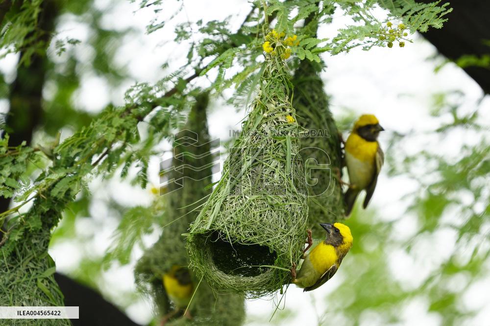 Baya Weaver Birds Build Their Nest Hanging from A Tree - India