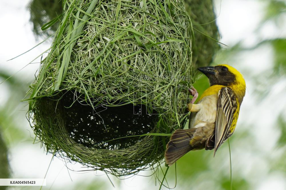 Baya Weaver Birds Build Their Nest Hanging from A Tree - India