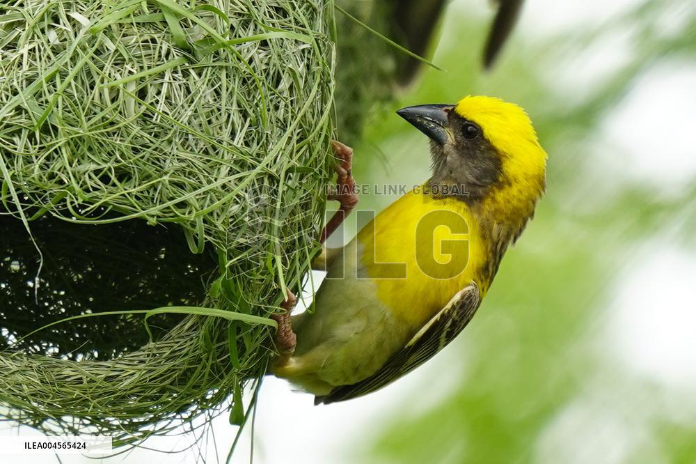Baya Weaver Birds Build Their Nest Hanging from A Tree - India