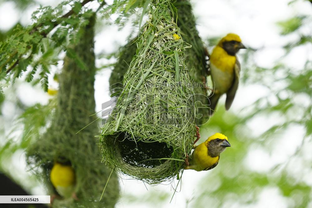 Baya Weaver Birds Build Their Nest Hanging from A Tree - India