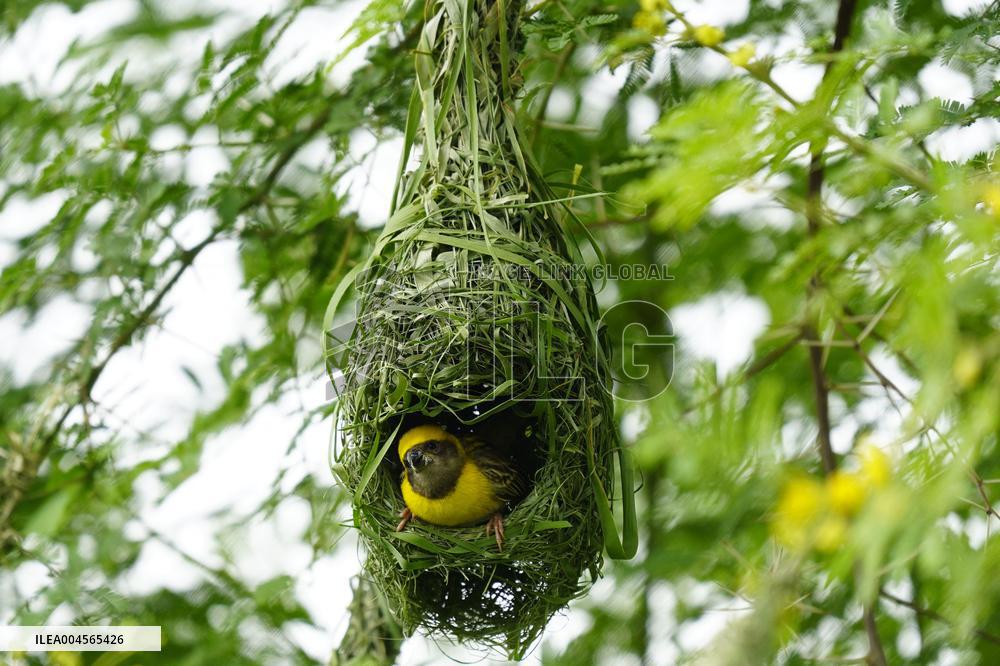 Baya Weaver Birds Build Their Nest Hanging from A Tree - India