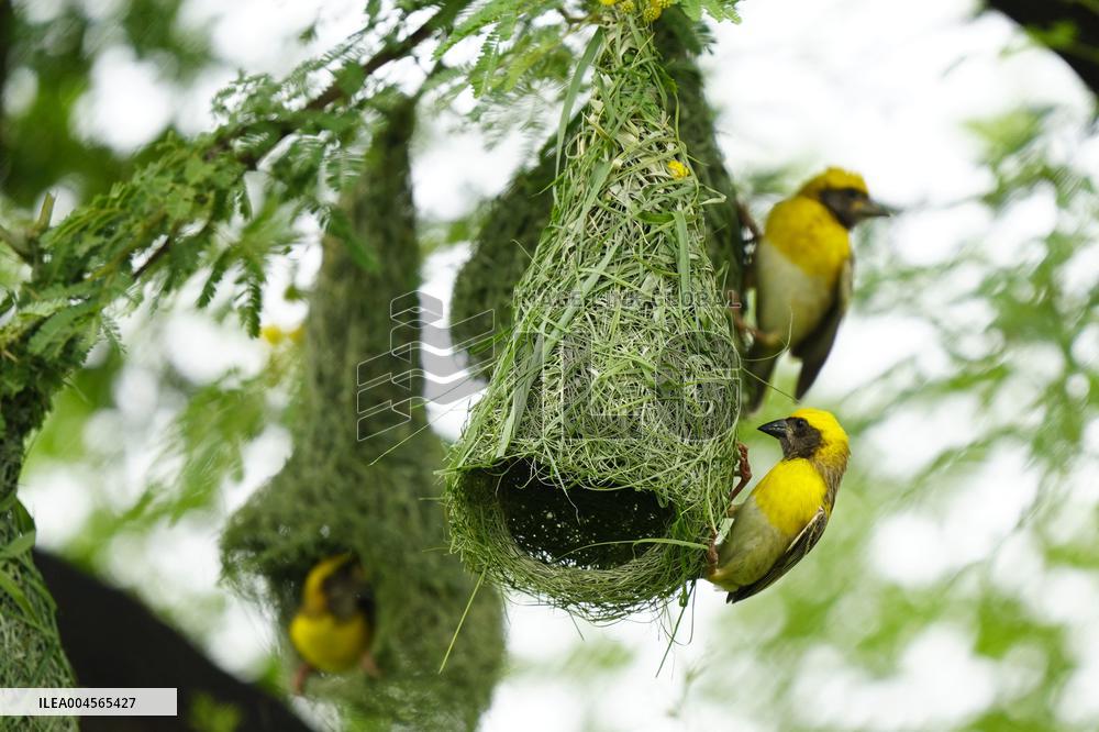 Baya Weaver Birds Build Their Nest Hanging from A Tree - India