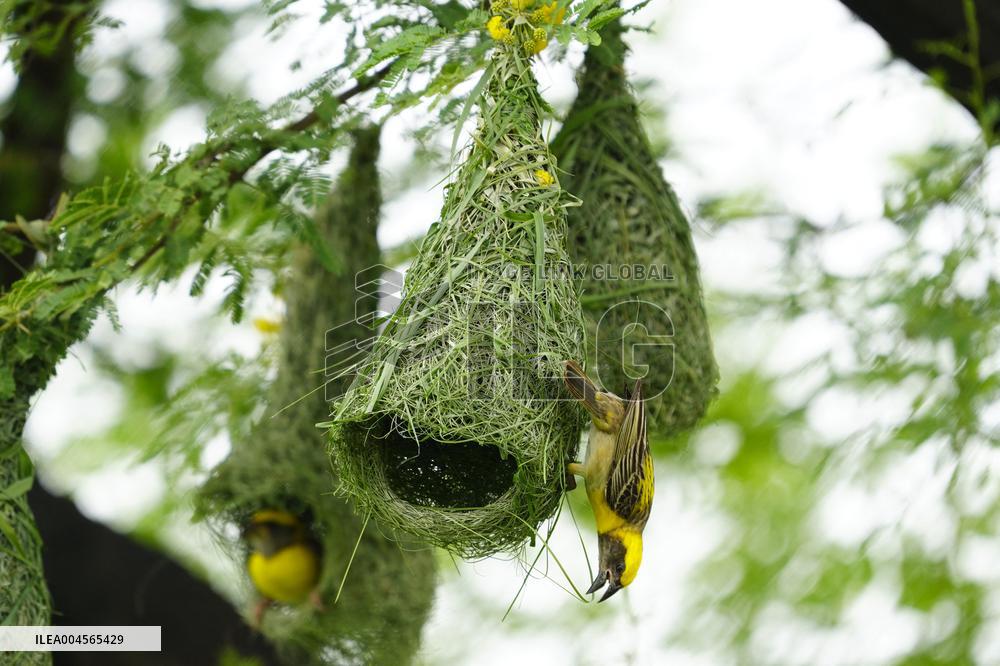 Baya Weaver Birds Build Their Nest Hanging from A Tree - India