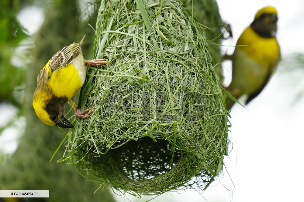 Baya Weaver Birds Build Their Nest Hanging from A Tree - India