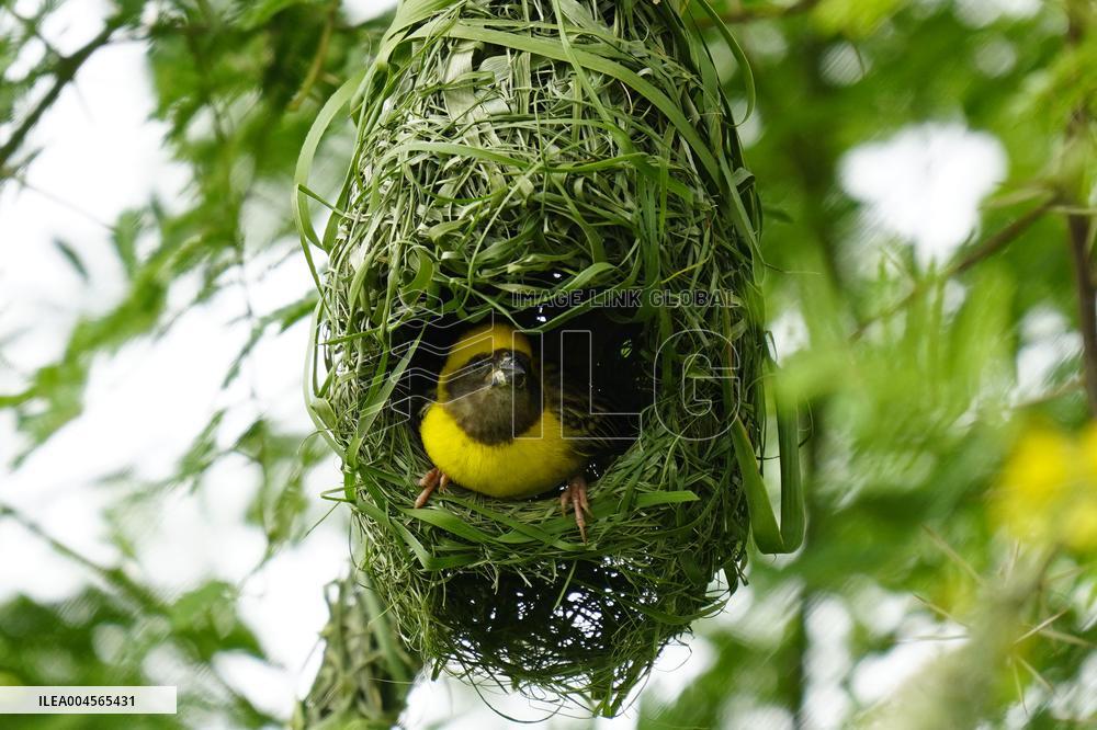 Baya Weaver Birds Build Their Nest Hanging from A Tree - India