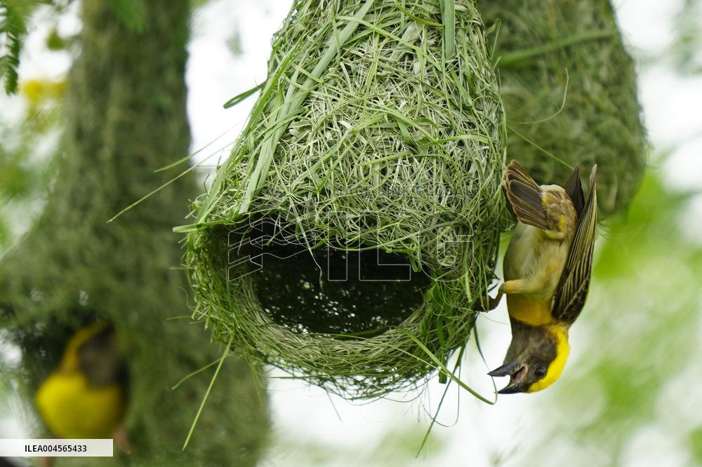 Baya Weaver Birds Build Their Nest Hanging from A Tree - India