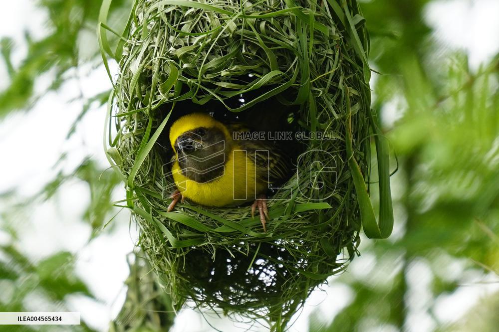 Baya Weaver Birds Build Their Nest Hanging from A Tree - India
