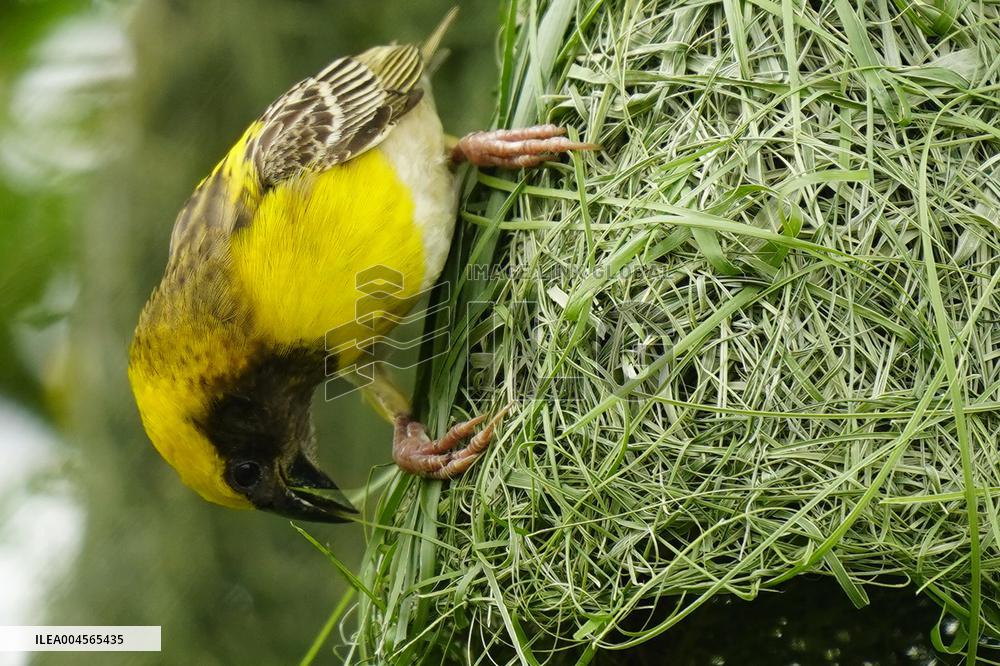Baya Weaver Birds Build Their Nest Hanging from A Tree - India