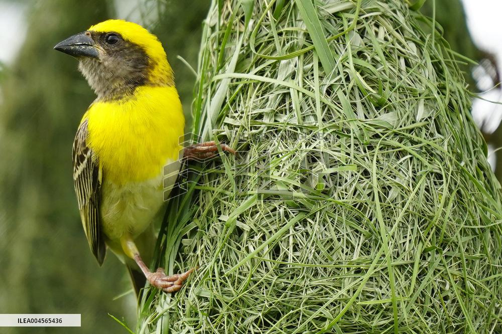 Baya Weaver Birds Build Their Nest Hanging from A Tree - India