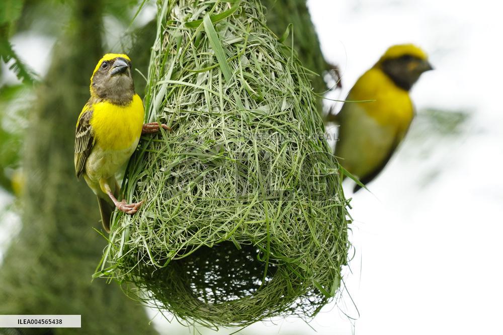 Baya Weaver Birds Build Their Nest Hanging from A Tree - India