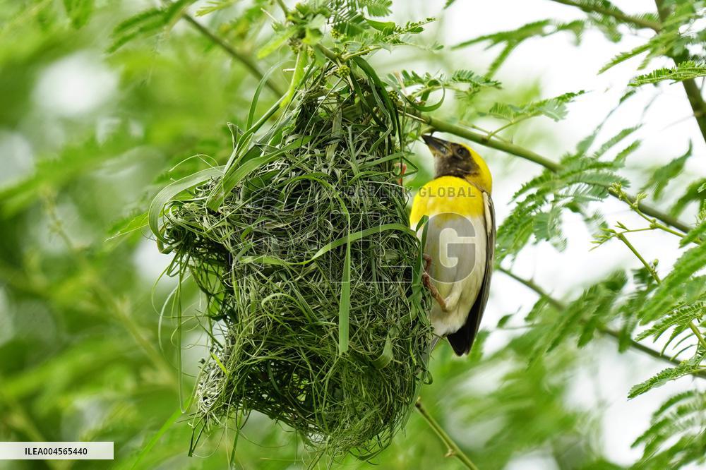 Baya Weaver Birds Build Their Nest Hanging from A Tree - India