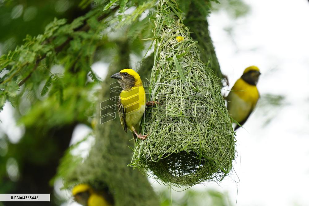 Baya Weaver Birds Build Their Nest Hanging from A Tree - India