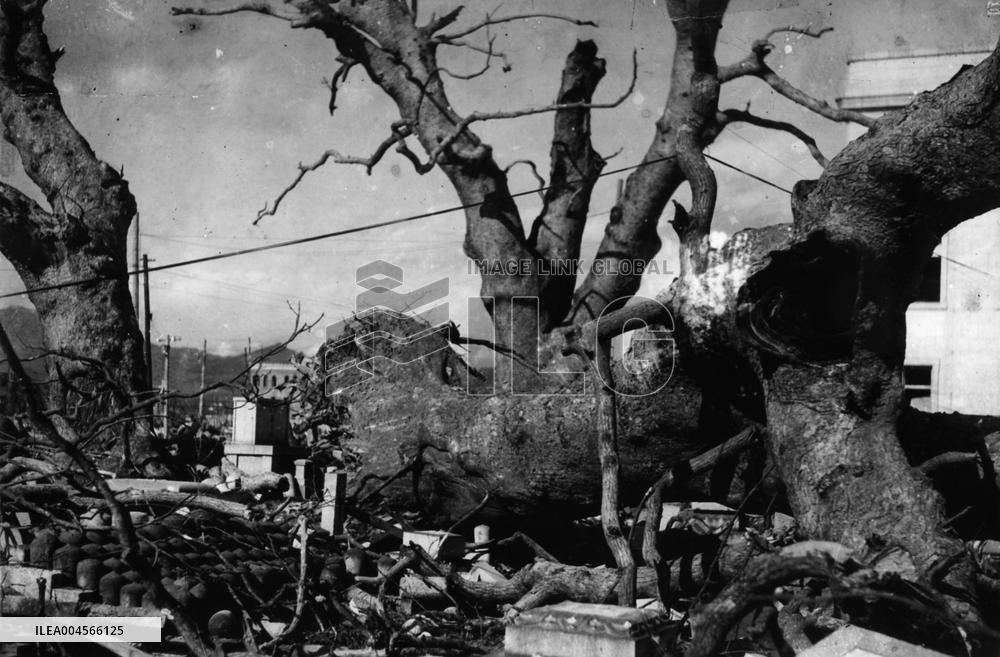 A-BOMBED-CAMPHOR TREE