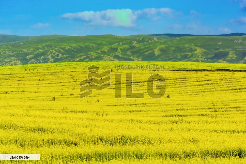 Blooming Rapeseed Fields in Xinjiang
