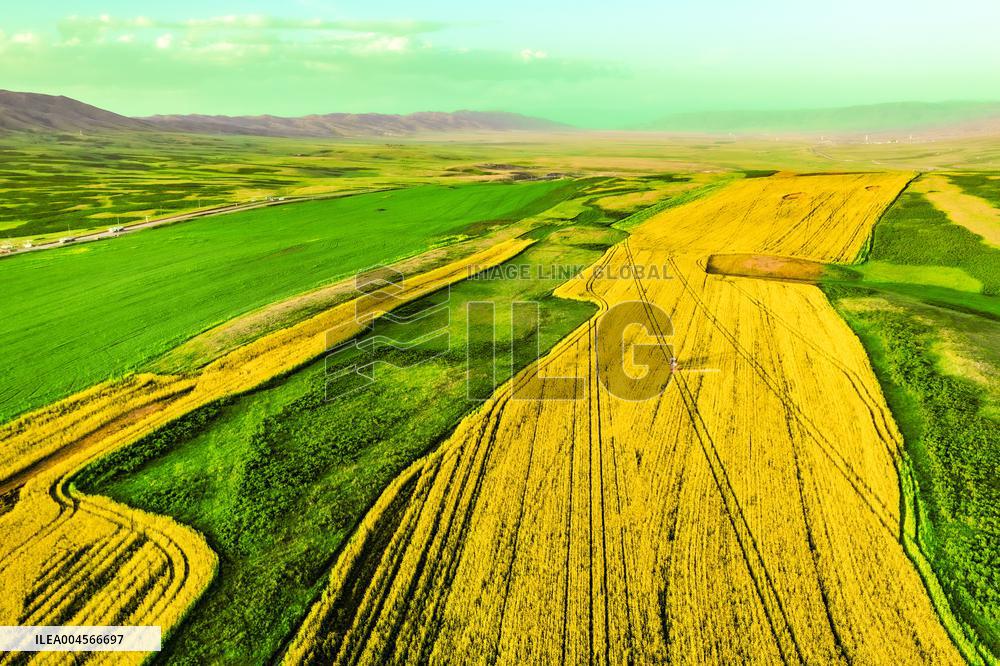 Blooming Rapeseed Fields in Xinjiang