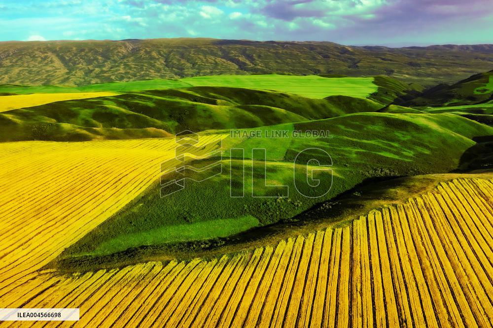 Blooming Rapeseed Fields in Xinjiang