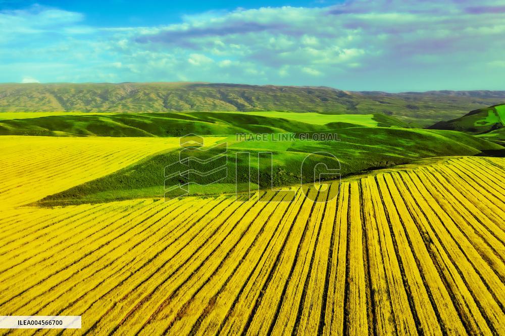 Blooming Rapeseed Fields in Xinjiang
