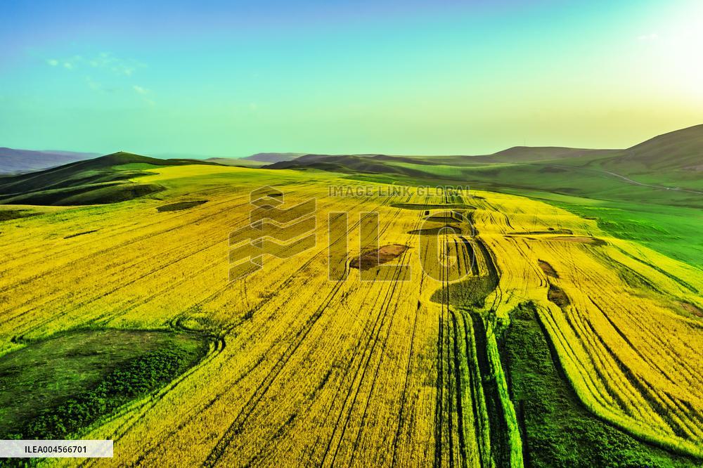 Blooming Rapeseed Fields in Xinjiang