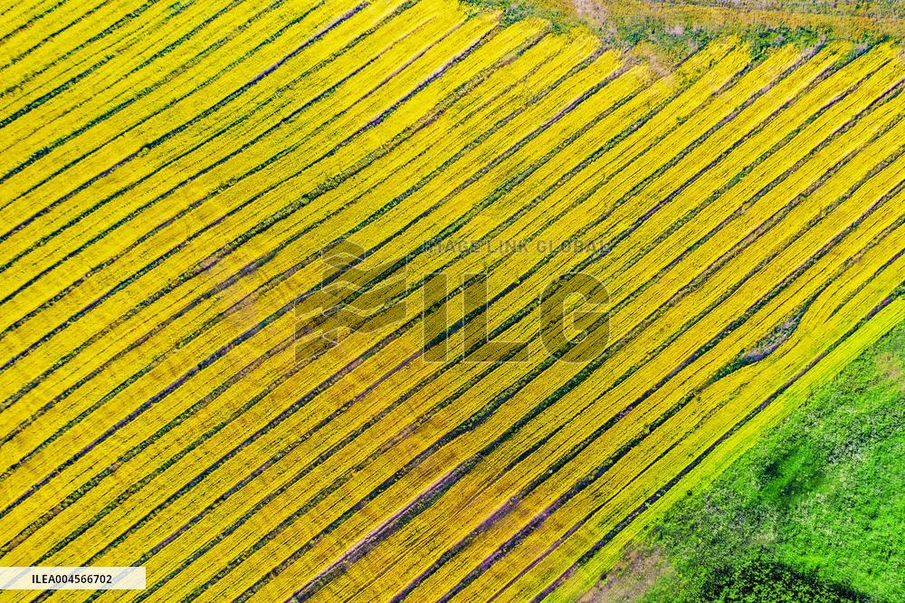 Blooming Rapeseed Fields in Xinjiang
