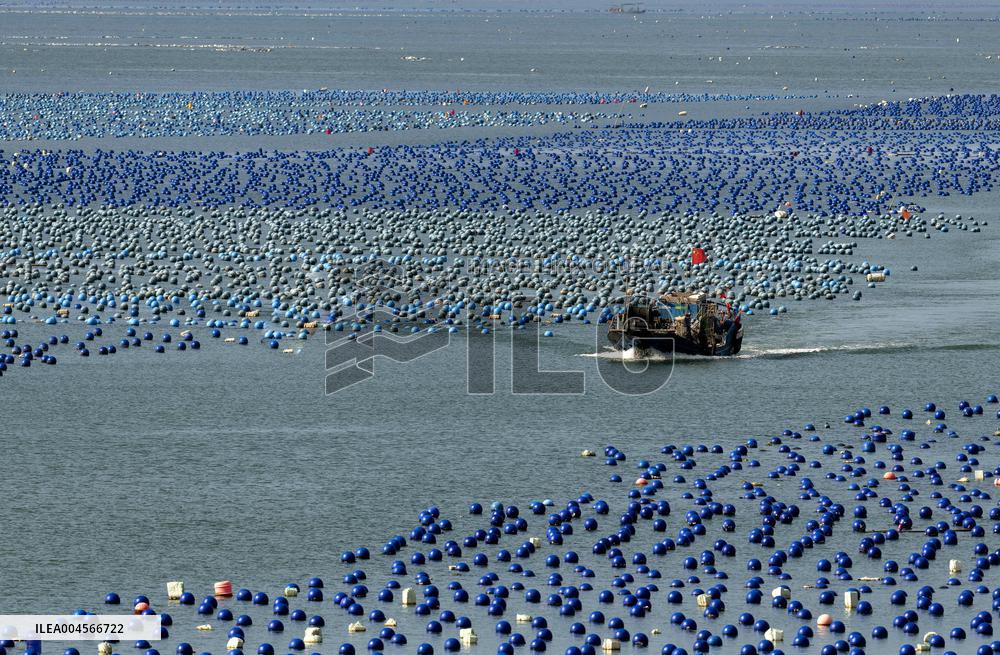 Aerial Views Of Intelligent Mariculture Platforms - China