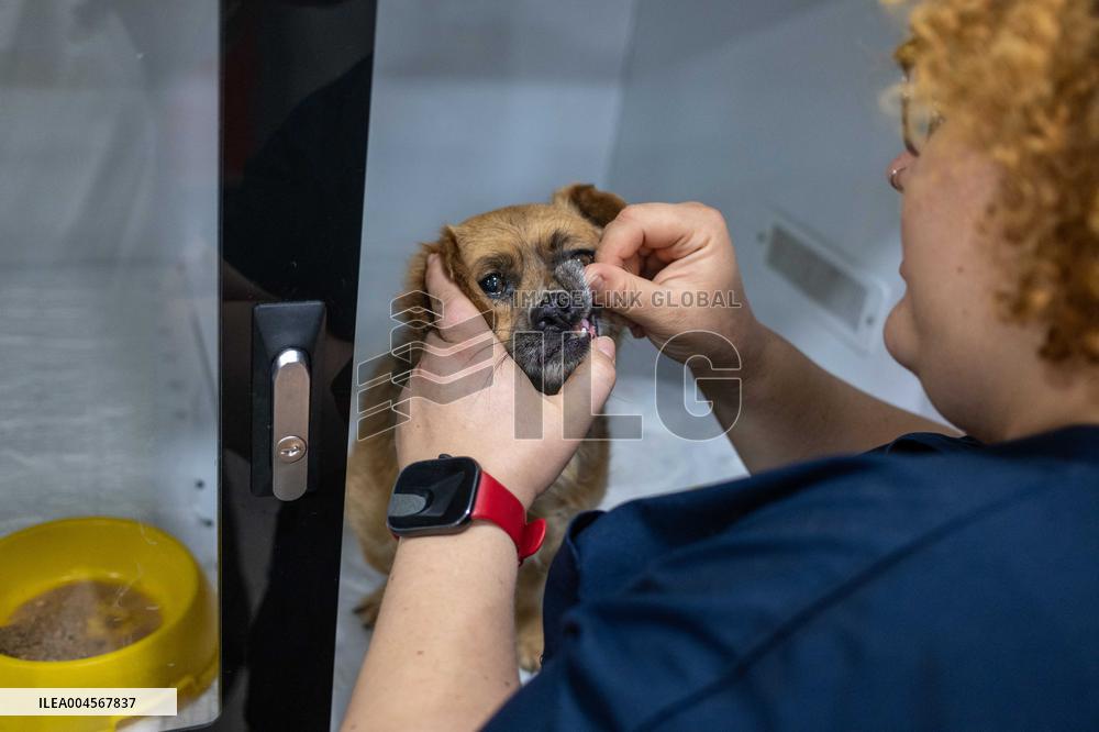Izmir Wildfires - Turkey