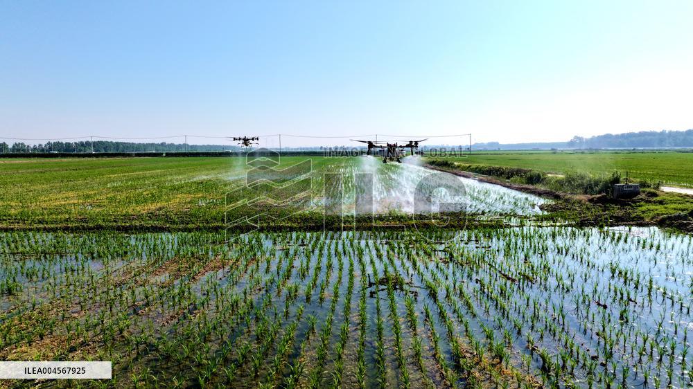 Agriculture Under High Temperatures