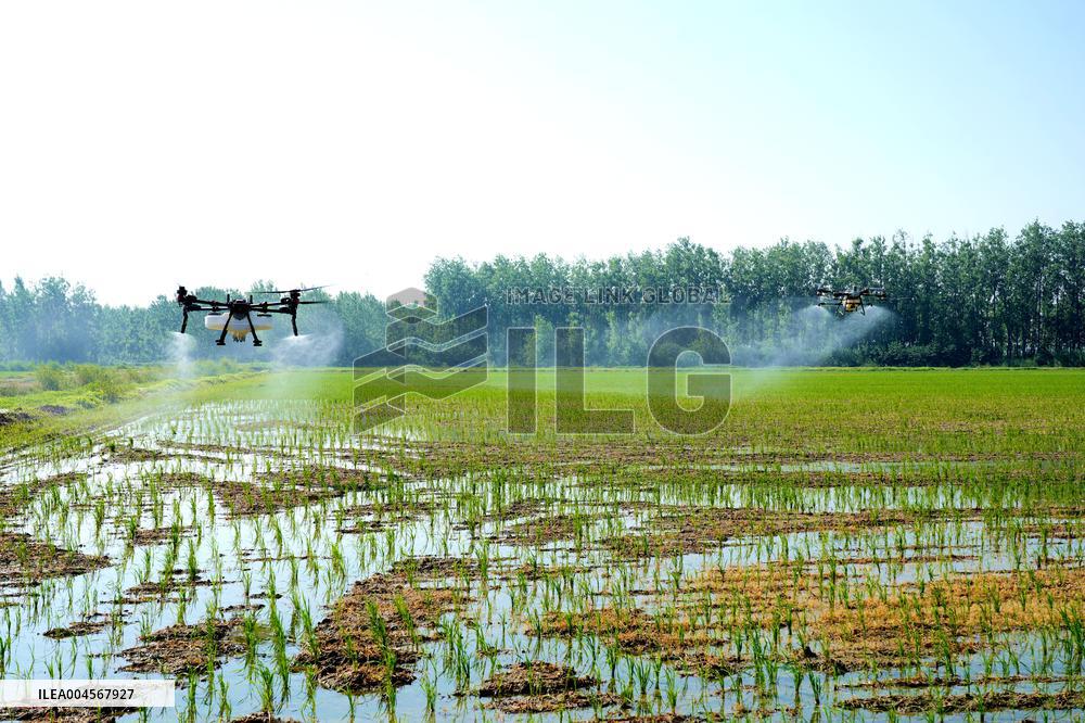 Agriculture Under High Temperatures