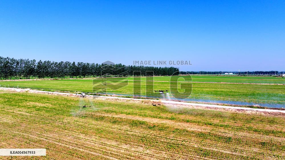 Agriculture Under High Temperatures