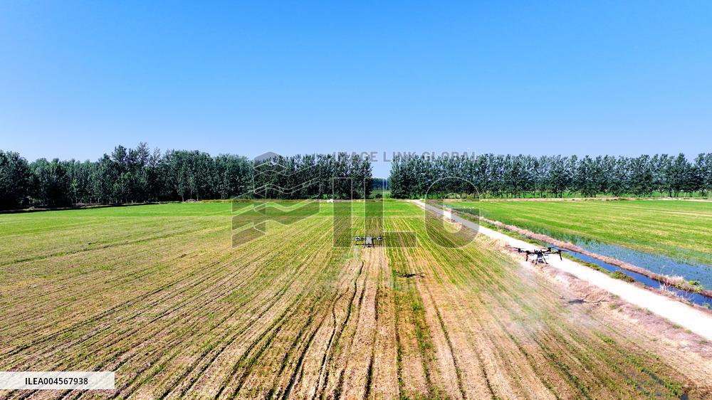 Agriculture Under High Temperatures