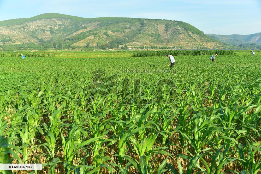 High temperature red warning