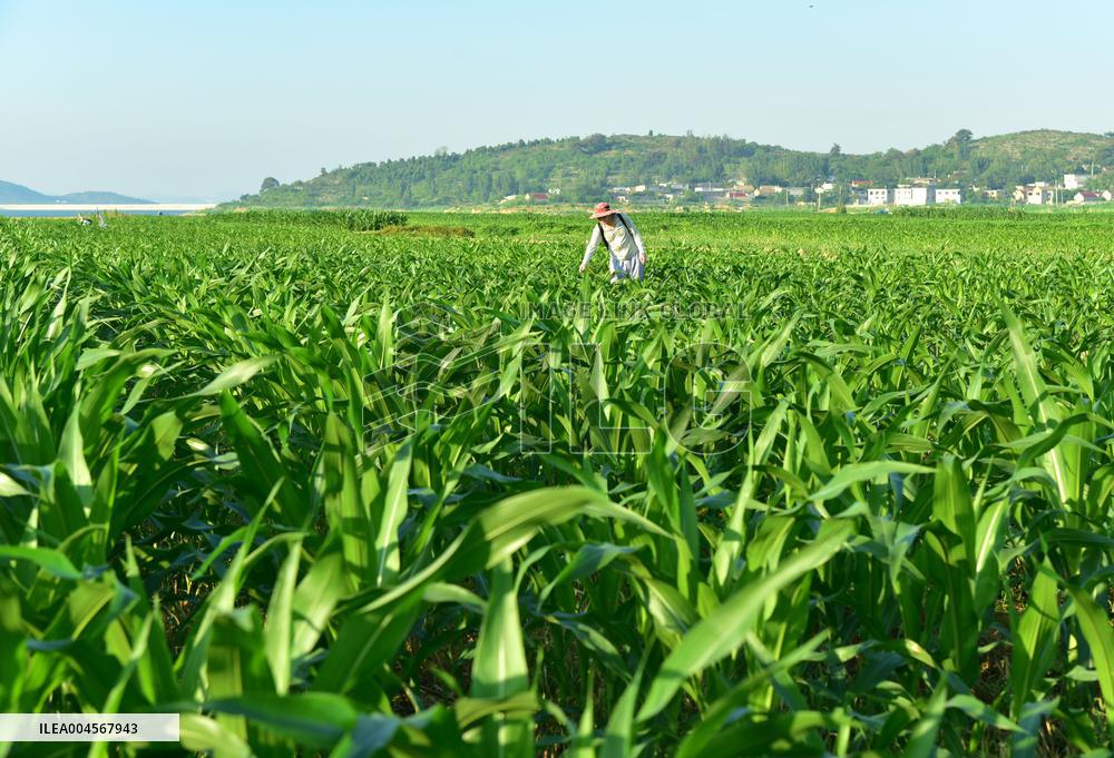 High temperature red warning