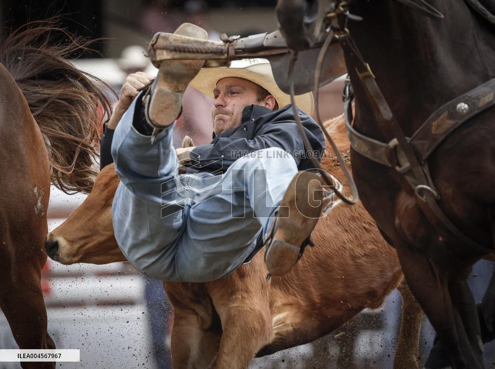Bareback Rodeo Action At Calgary Stampede - Canada