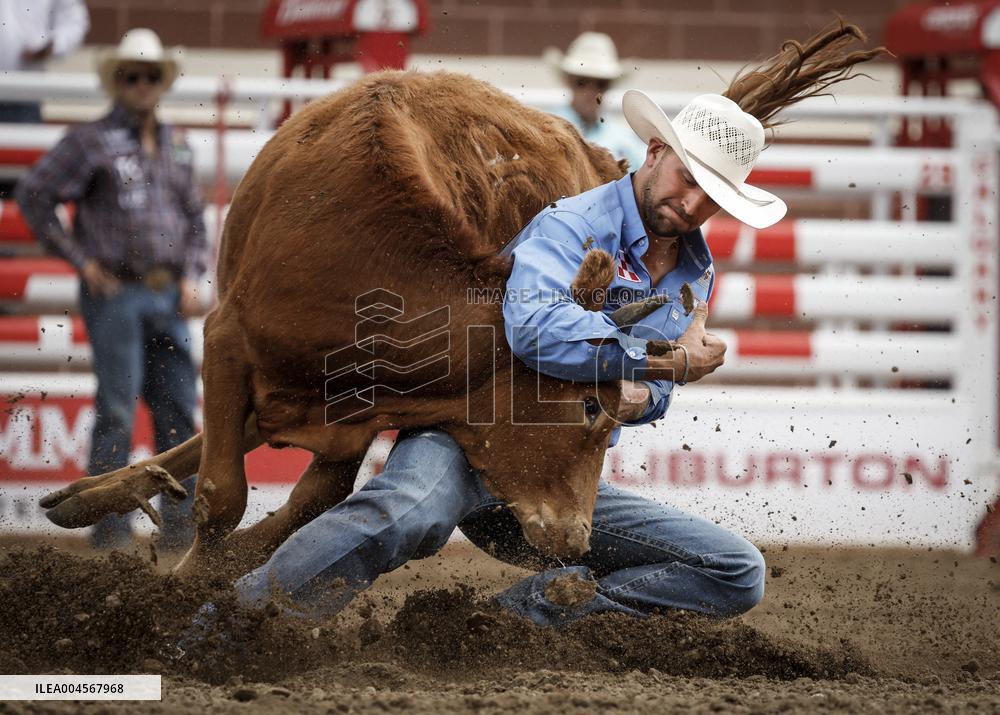 Bareback Rodeo Action At Calgary Stampede - Canada