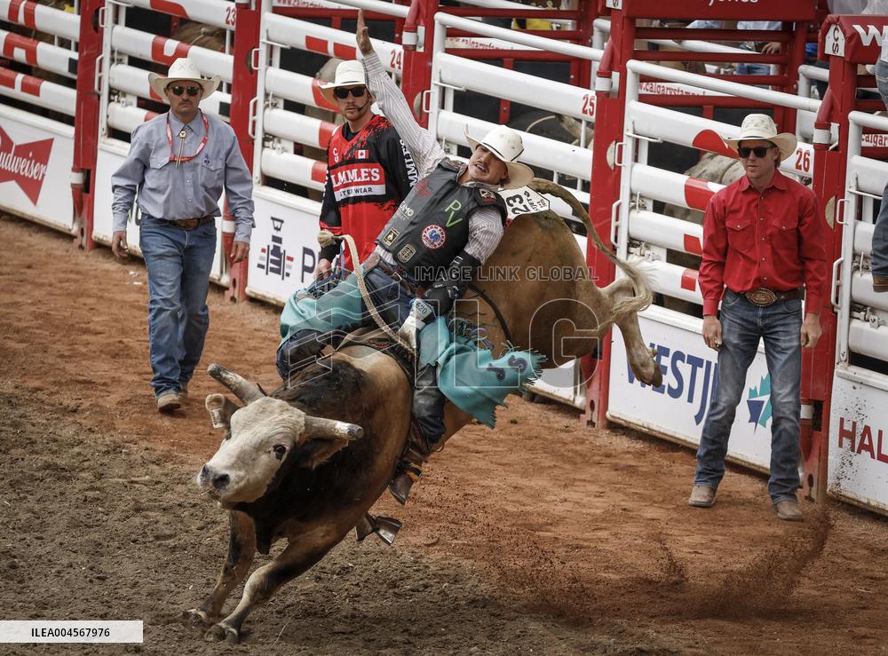 Bareback Rodeo Action At Calgary Stampede - Canada
