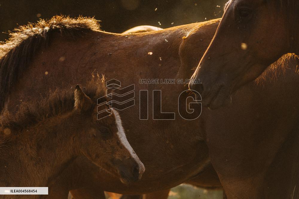 A Rapa Das Bestas 2025 - Spain