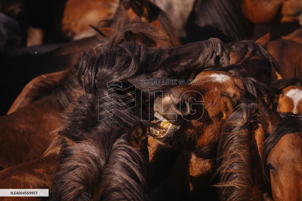 Rapa Das Bestas 2025 - Spain