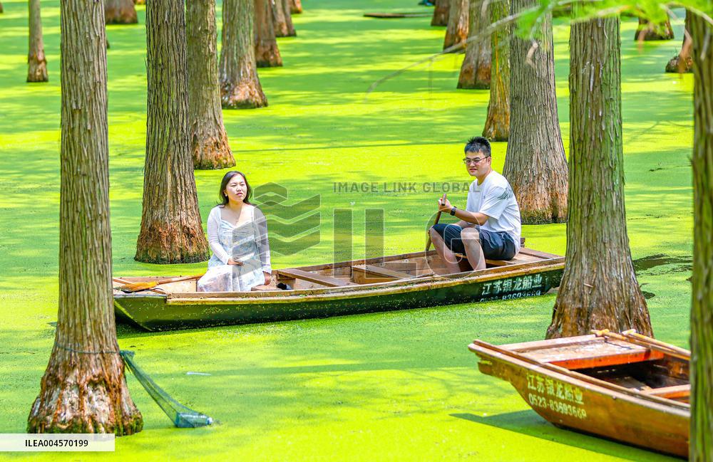 Illustration - Summer Vacation