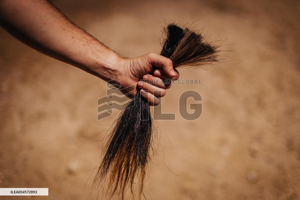 Last day of A Rapa Das Bestas 2025 - Spain