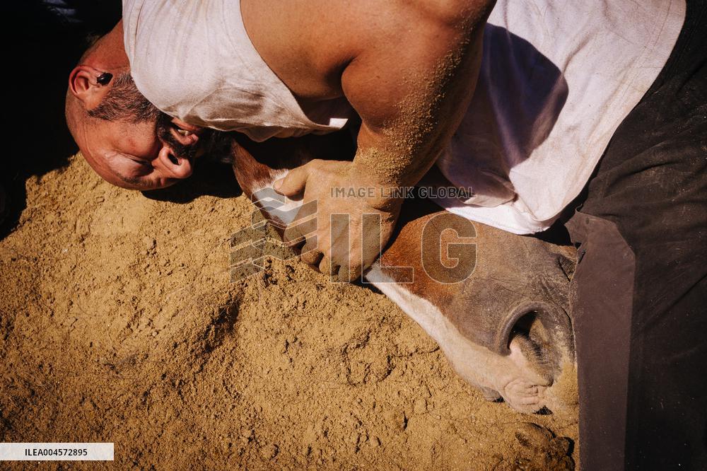 Last day of A Rapa Das Bestas 2025 - Spain