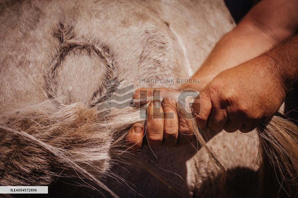 Last day of A Rapa Das Bestas 2025 - Spain